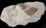 Pair of Flexicalymene Trilobites - Ohio #40670-3